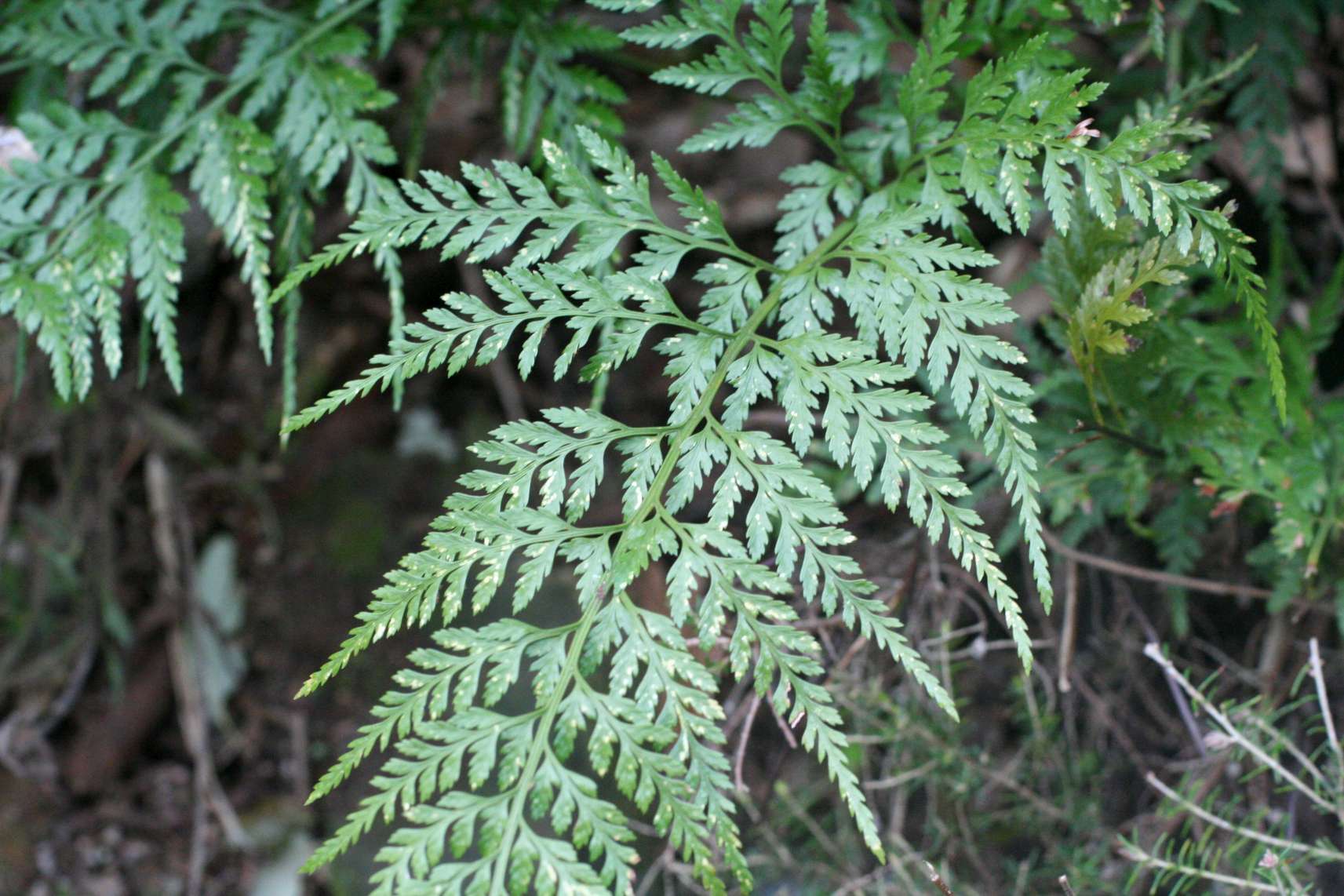 Polypodium sp. e Asplenium cfr. onopteris/adiantum-nigrum